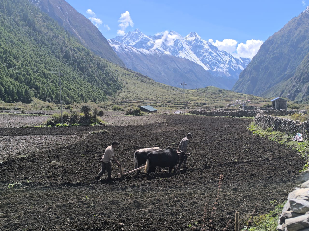 Tusm vally and round manaslu two men ploughing the ox in beautiful valley of Mansalu where in the background manaslu peak is seen.