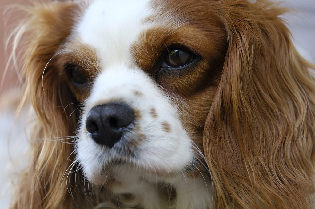 cavalier-king-charles Cavalier King Charles Spaniel dog looking in the camera
