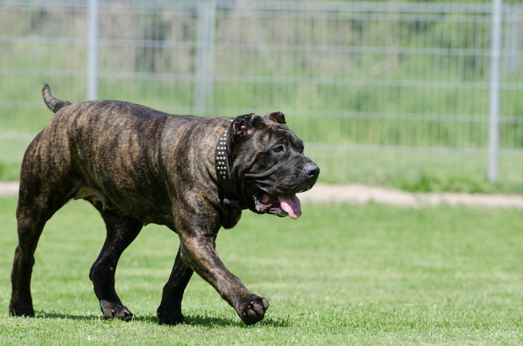 Presa Canario dogo canario, docked dog, female dog, animal shelter, animal boarding, dog boarding, dog run, playing dog, docked, ears cropped, dogo canario, dogo canario, dogo canario, dogo canario, dogo canario