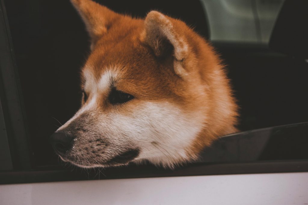 Tosa Inu Cute Akita Inu dog looking out a car window, capturing a moment of curiosity and exploration.
