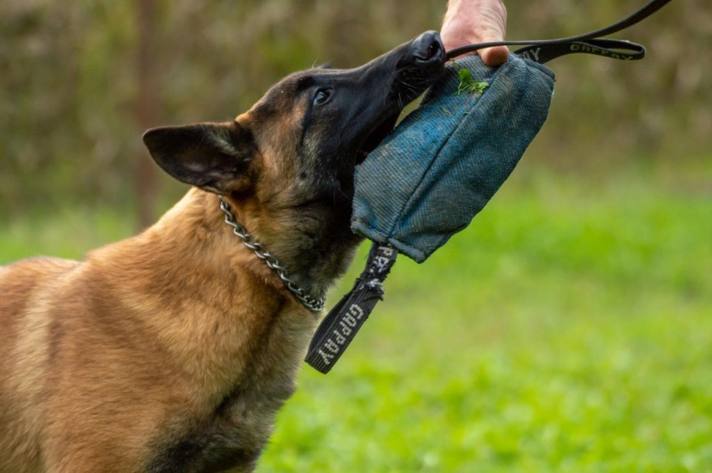 Dogo Argentino Close-up of a Belgian Malinois dog during a training session with a tug toy outdoors.