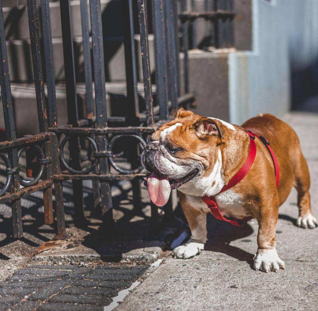 French Bulldog Adorable English Bulldog with red leash enjoying a sunny day in New York City.