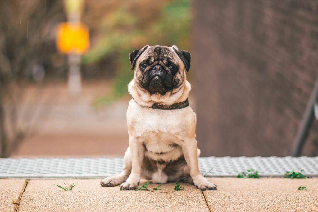 Pug Adorable pug sitting outdoors in Weert, Netherlands, capturing attention with its curious gaze.