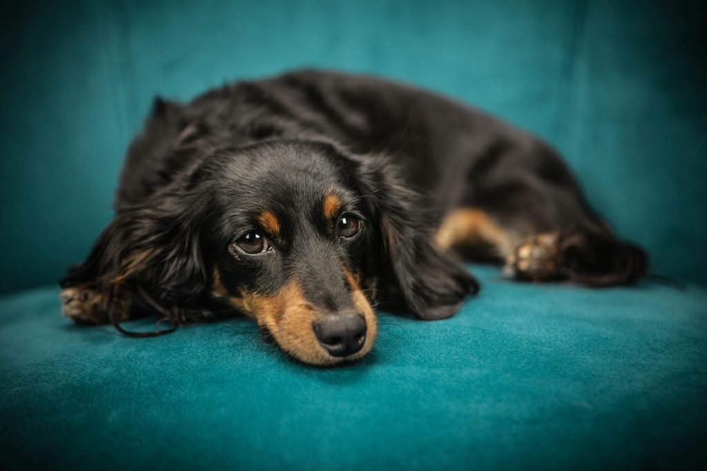 Dachshund Cute black dachshund puppy lounging on a teal chair indoors, looking calm and relaxed.