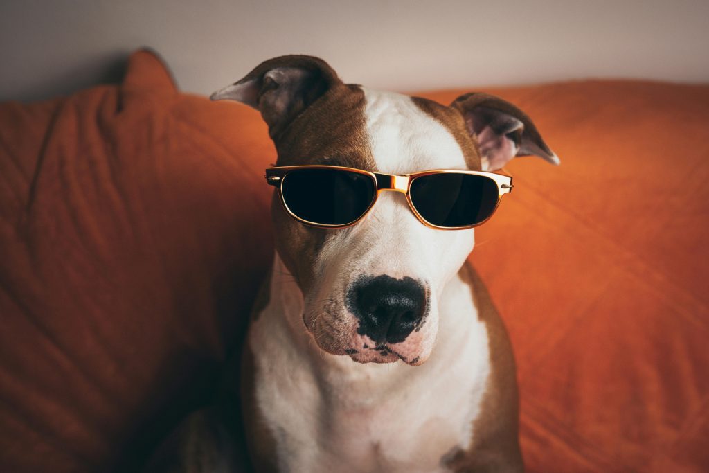 American Pit Bull Terrier A stylish dog wearing sunglasses poses humorously on an orange couch indoors. it is one dog breeds you must never own in 2025.