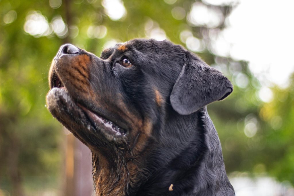 Rottweiler A close-up portrait of a Rottweiler dog with a blurred green background, showcasing loyalty.