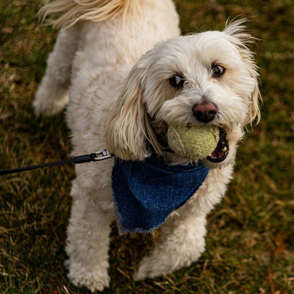 Maltese dog Maltese dog playing with the tennis ball