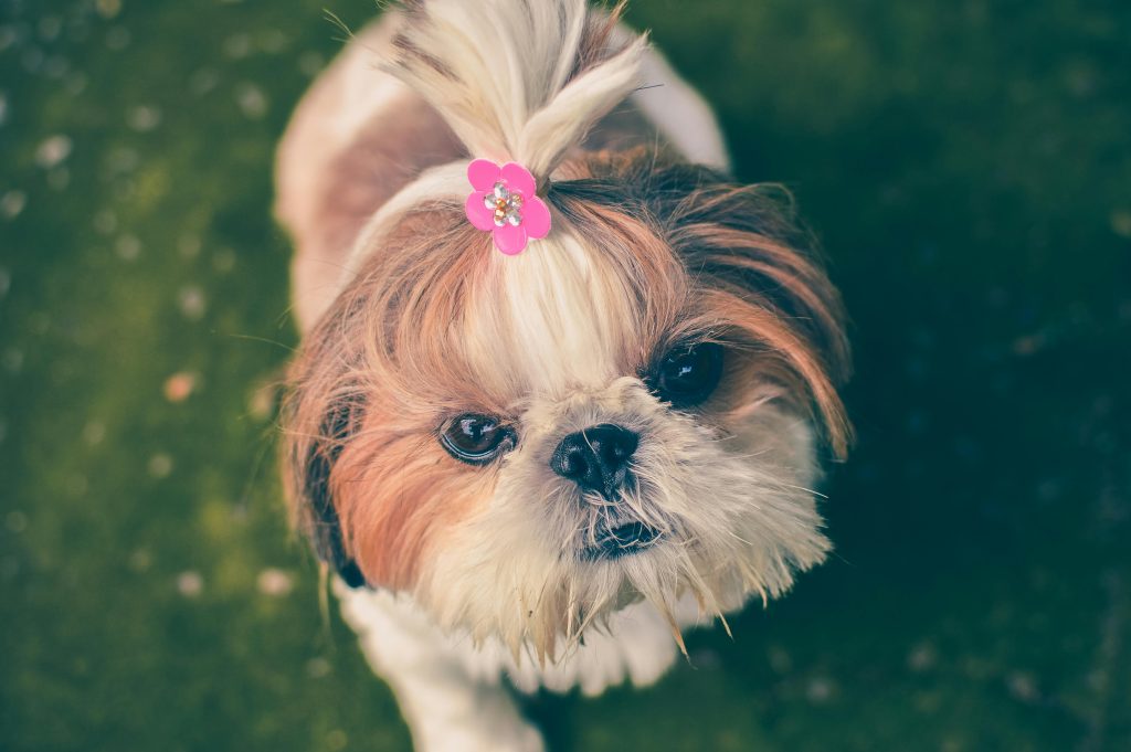 Shih Tzu Cute Shih Tzu puppy with a pink bow in its hair gazes up on a grassy background, showcasing its adorable charm.