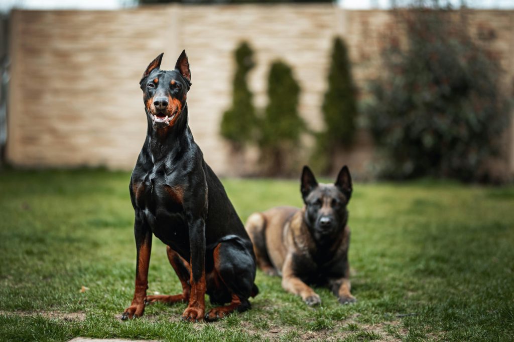Doberman Pinscher A Doberman and another dog in a grassy garden setting, Slovakia.
