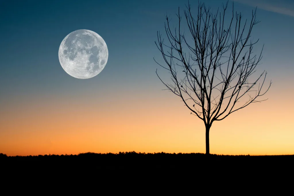 moon A calming image of the full moon rising over a tree silhouette during twilight.
