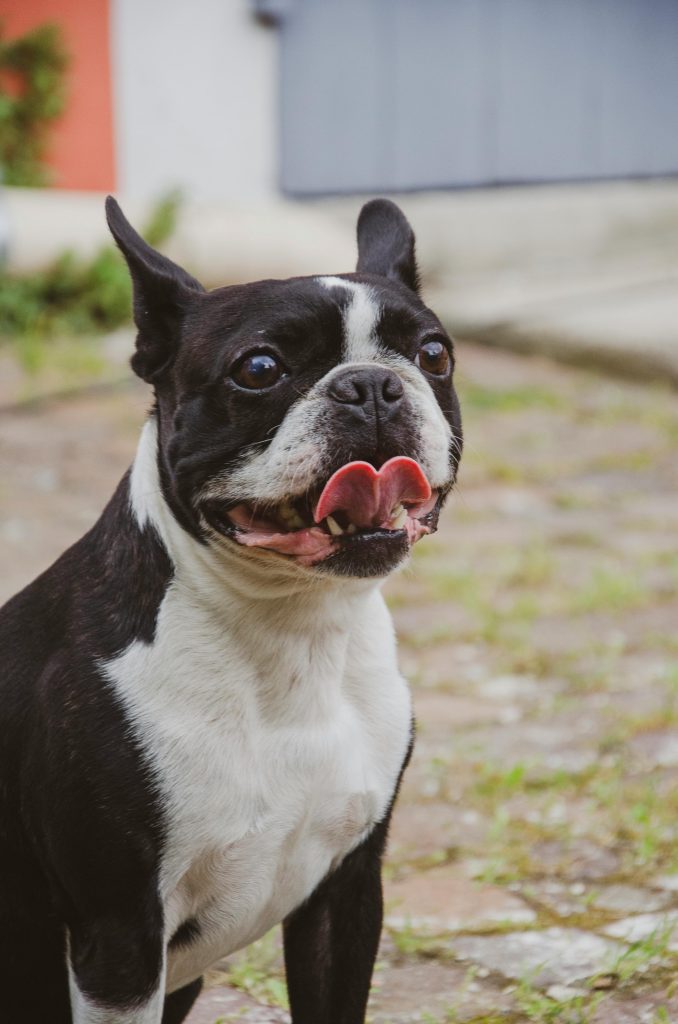 Boston Terrier Charming portrait of a Boston Terrier in an outdoor setting, looking directly at the camera.