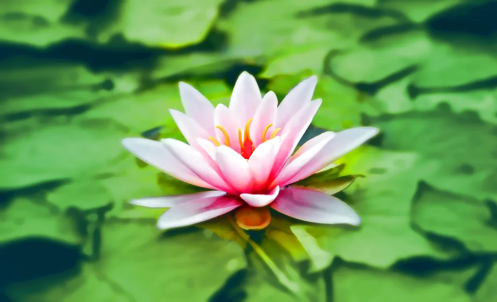 waterlily-pink-water-lily-water-plant-158465-158465 Vibrant pink water lily blooming gracefully on a lush green pond. it signifies mastering mindfulness.
