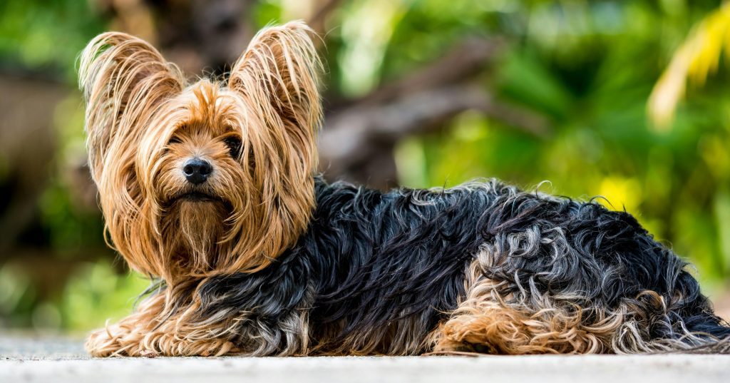 yorkshire-terrier-terrier-dog Adorable Yorkshire Terrier posing outdoors with lush green background.